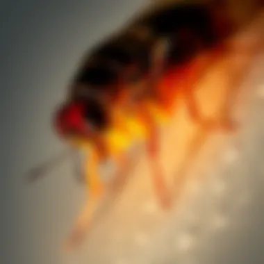 Magnificent Comprehensive Strategies for Eliminating Fleas from the Home Environment