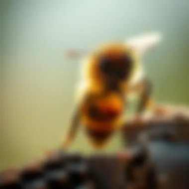 Magnificent Effective Strategies for Bee Removal in Carrollton, TX Magnificent Effective Strategies for Bee Removal in Carrollton, TX
