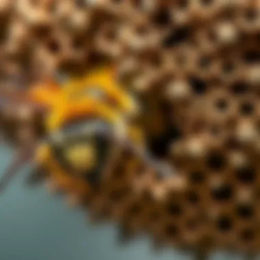 Magnificent Effective Strategies to Prevent Paper Wasps from Building Nests Magnificent Effective Strategies to Prevent Paper Wasps from Building Nests