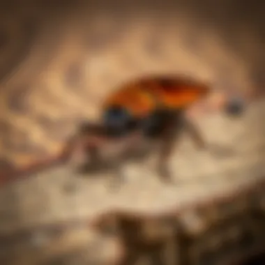 Magnificent Understanding and Eliminating Oriental Cockroaches Magnificent Understanding and Eliminating Oriental Cockroaches