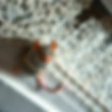 Addressing the Challenge of Rodents in Ceiling Spaces Summary Addressing the Challenge of Rodents in Ceiling Spaces Summary