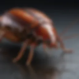 A close-up view of a cockroach on a surface, highlighting its distinct features.