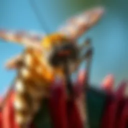 An In-depth Analysis of Mosquito Joe Rates Introduction