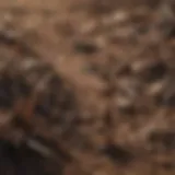 A close-up view of ant spikes embedded in the soil