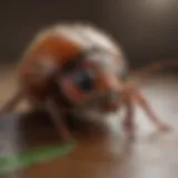 A close-up view of common pests found in Cameron Park