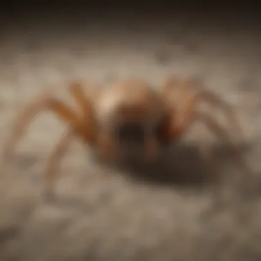 Close-up view of a carpet spider highlighting its unique markings