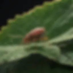 Close-up view of clover mites on a leaf