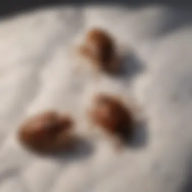 Close-up of bed bugs resting on a mattress.