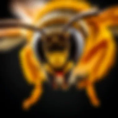 Comprehensive Analysis of Yellow Jacket 49017: Identification, Behavior, and Control Summary