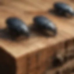 Close-up view of wood boring beetles on timber