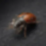 Close-up of black carpet beetle on fabric