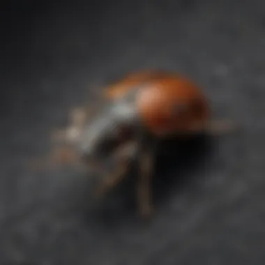 Close-up of black carpet beetle on fabric