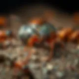 Detailed view of common pests found in Charlottesville