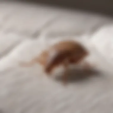 Close-up of bed bug infestation on a mattress