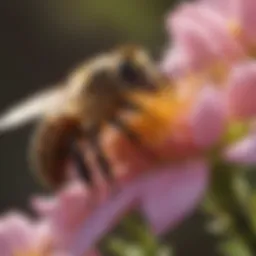Close-up of a honeybee on a flower