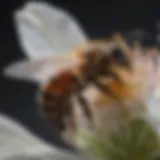 Close-up of a honeybee on a flower