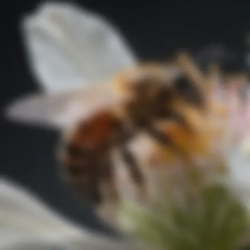 Close-up of a honeybee on a flower