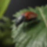 Close-up of a Clark bug on a leaf