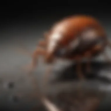 Chemical vs. Natural Control Products Side-by-side comparison of chemical and natural cockroach control products