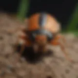 A close-up view of a common pest in the garden