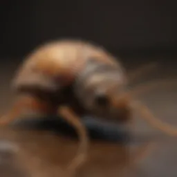 Common pests found in Anne Arundel County