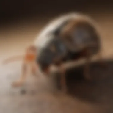 Effective Pest Prevention Techniques Close-up of a pest prevention technique in action