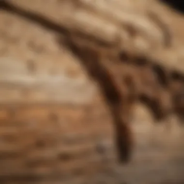 Close-up of termite damage on wood