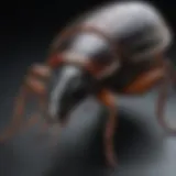 Detailed anatomy of a black house roach