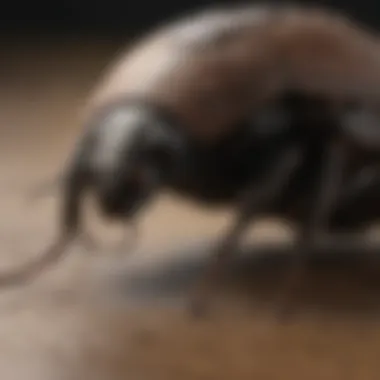 Various control methods for managing black house roach infestations