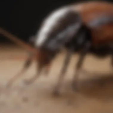 Reproductive habits and lifecycle of the black house roach