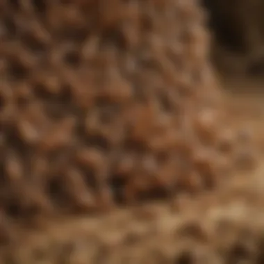 Close-up view of a termite colony showcasing their intricate social structure.