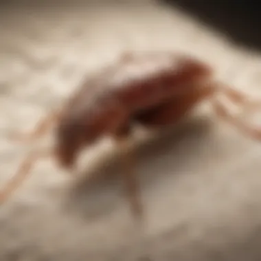 Diagram illustrating bed bug life cycle
