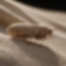 Close-up of cloth moth larvae on fabric