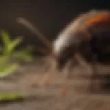 Common pests found in Knoxville homes