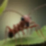 A close-up view of a cutter ant on a leaf, showcasing its distinct mandibles.