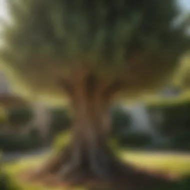 Healthy cypress tree in a well-maintained garden