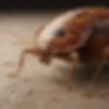 Detailed close-up of a bed bug interceptor showcasing its design and structure