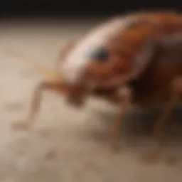 Detailed close-up of a bed bug interceptor showcasing its design and structure