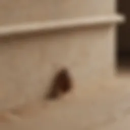 Close-up view of a box spring showcasing potential bed bug hiding spots