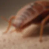 Close-up of bed bug bites on skin