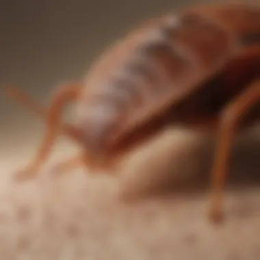 Understanding Bed Bug Bites Close-up of bed bug bites on skin
