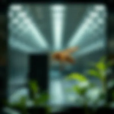 Sustainable Features of Light Traps Eco-friendly features of insect light traps highlighted in a visual representation