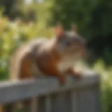 Barrier fence protecting garden from squirrels