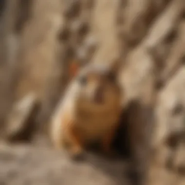 Close-up of a chipmunk in a wall crevice