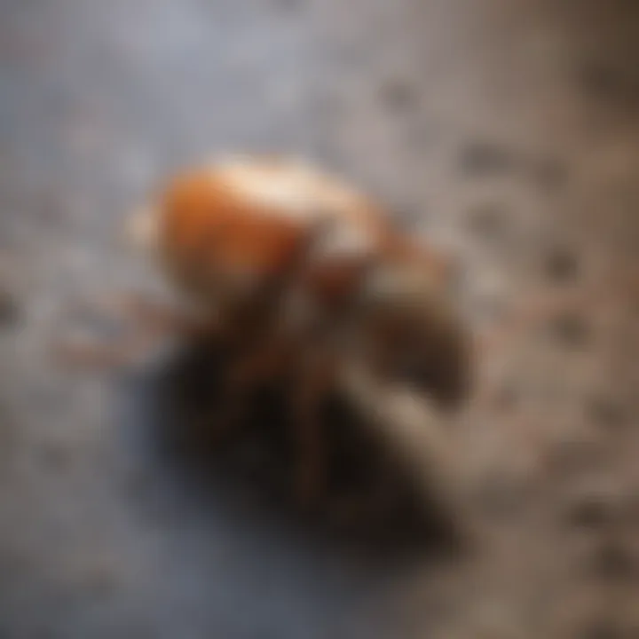 Signs of pest infestation in the home
