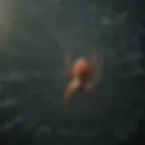 A spider web intricately designed in a corner
