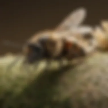 Ecologically Friendly Pest Control Practices Ecologically friendly pest control practices