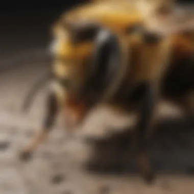 Ecological Impact of Bee Control Ecological impact of bee control measures illustrated