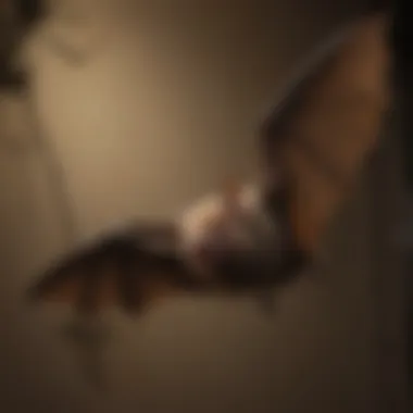 Bat Exclusion Techniques Diagram showcasing exclusion techniques for bats