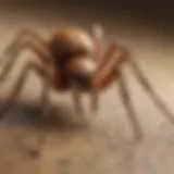 Close-up view of a brown recluse spider on a surface